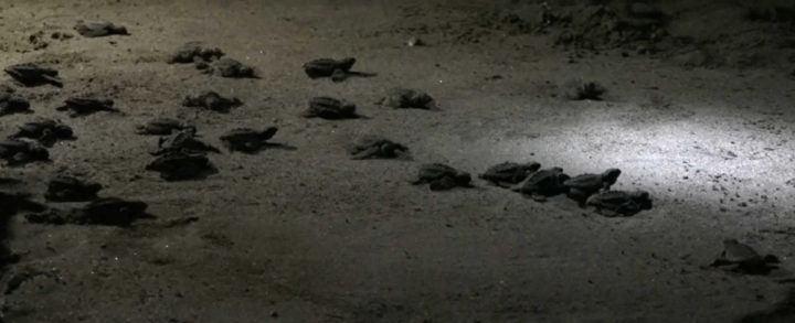 León:Liberan a 250 tortugas para la conservación de la vida marina