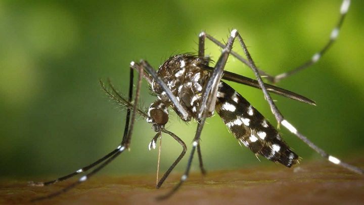 Filipinas reporta más de 1 mil 500 muertes por dengue en el 2019