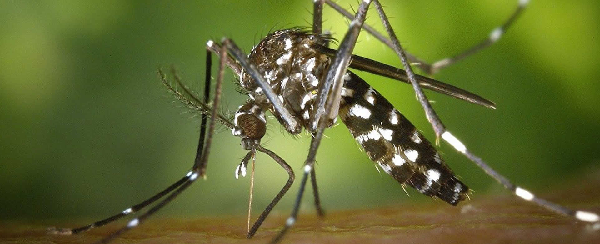 Filipinas reporta más de 1 mil 500 muertes por dengue en el 2019