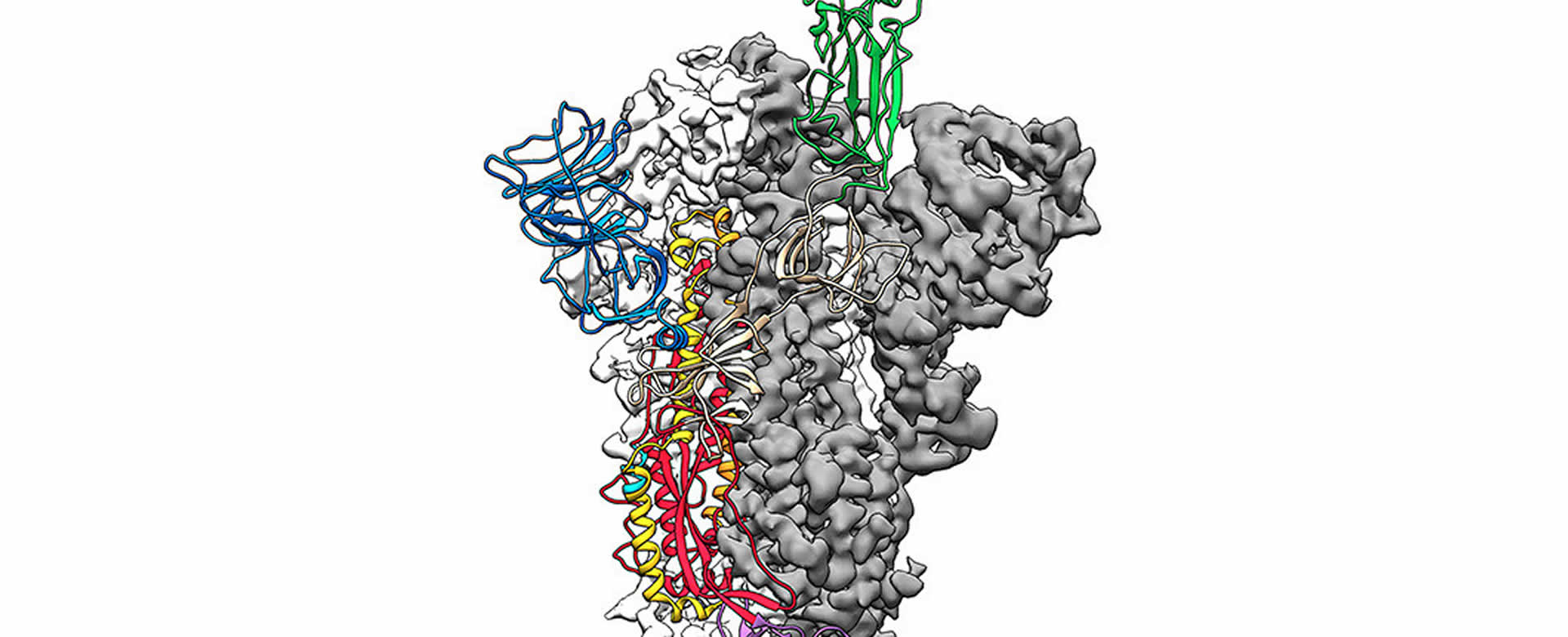 Científicos revelan mapa 3D la estructura atómica del coronavirus para desarrollar de una vacuna