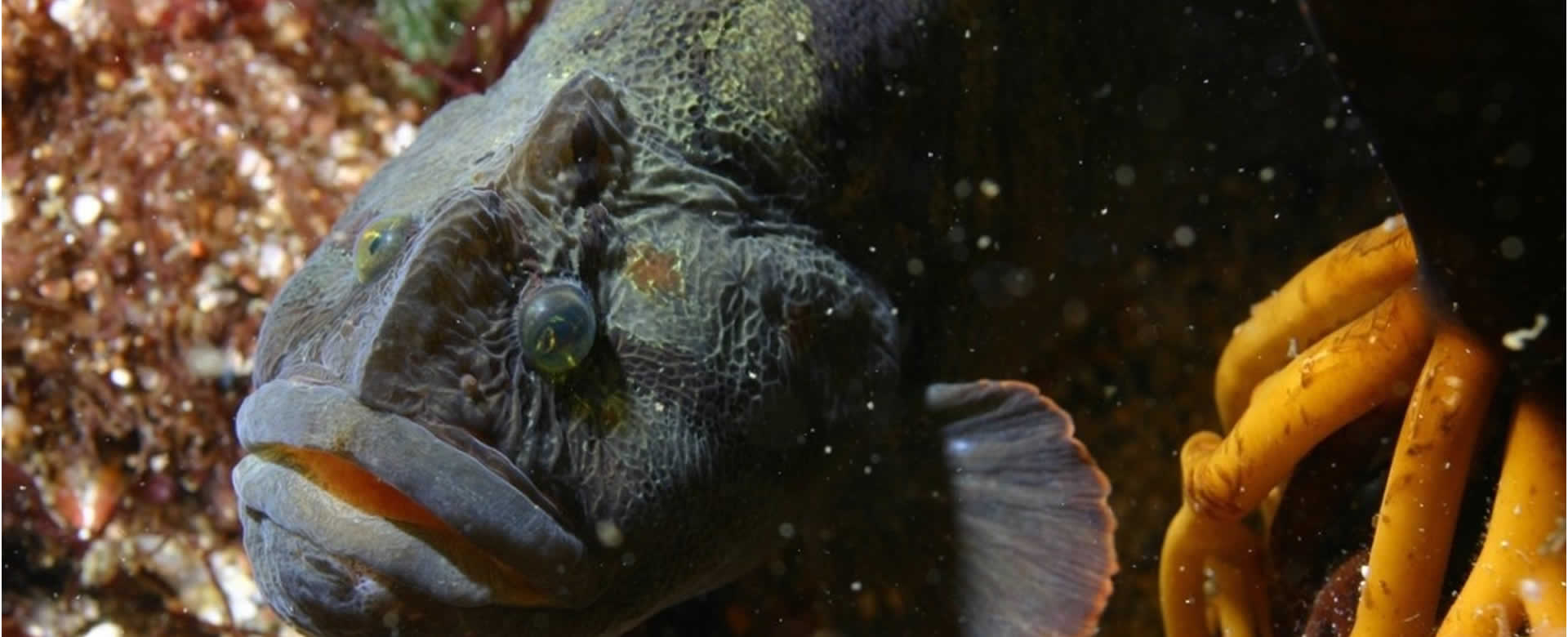 La clave de la supervivencia contra el calentamiento global podría ser un pez herbívoro