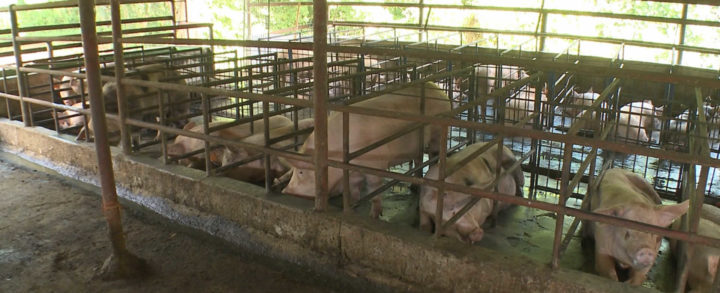 Nicaragua fortalecerá la porcicultura con el mejoramiento genético