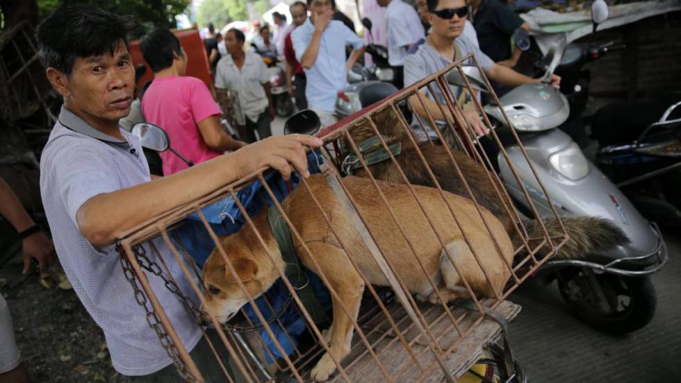 Ciudad China prohíbe consumo de animales silvestres 