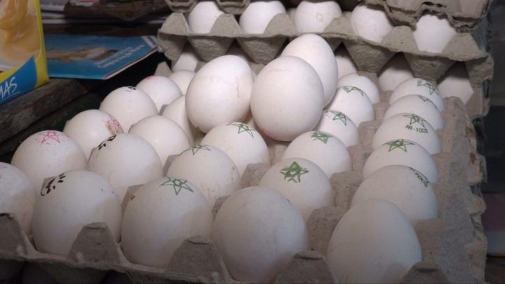 Incremento en la producción de huevos en Nicaragua 