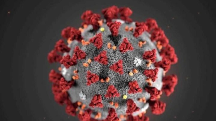 OMS: El Coronavirus tuvo su origen en los murciélagos