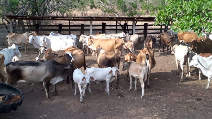 Rivas avanza en producción bovina con tecnología de inseminación 
