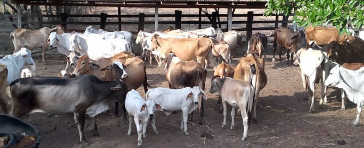 Rivas avanza en producción bovina con tecnología de inseminación