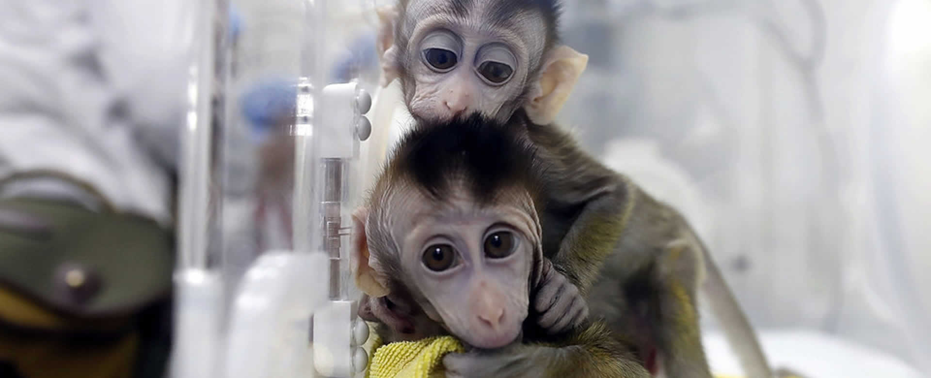 Macacos que recibieron la dosis de la vacuna experimental.