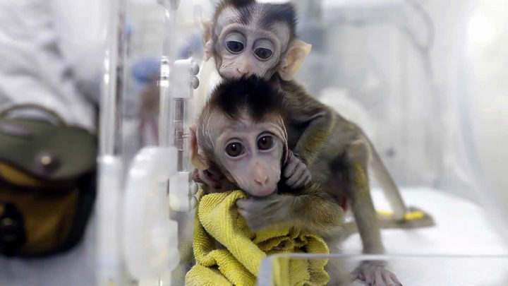 Macacos que recibieron la dosis de la vacuna experimental.