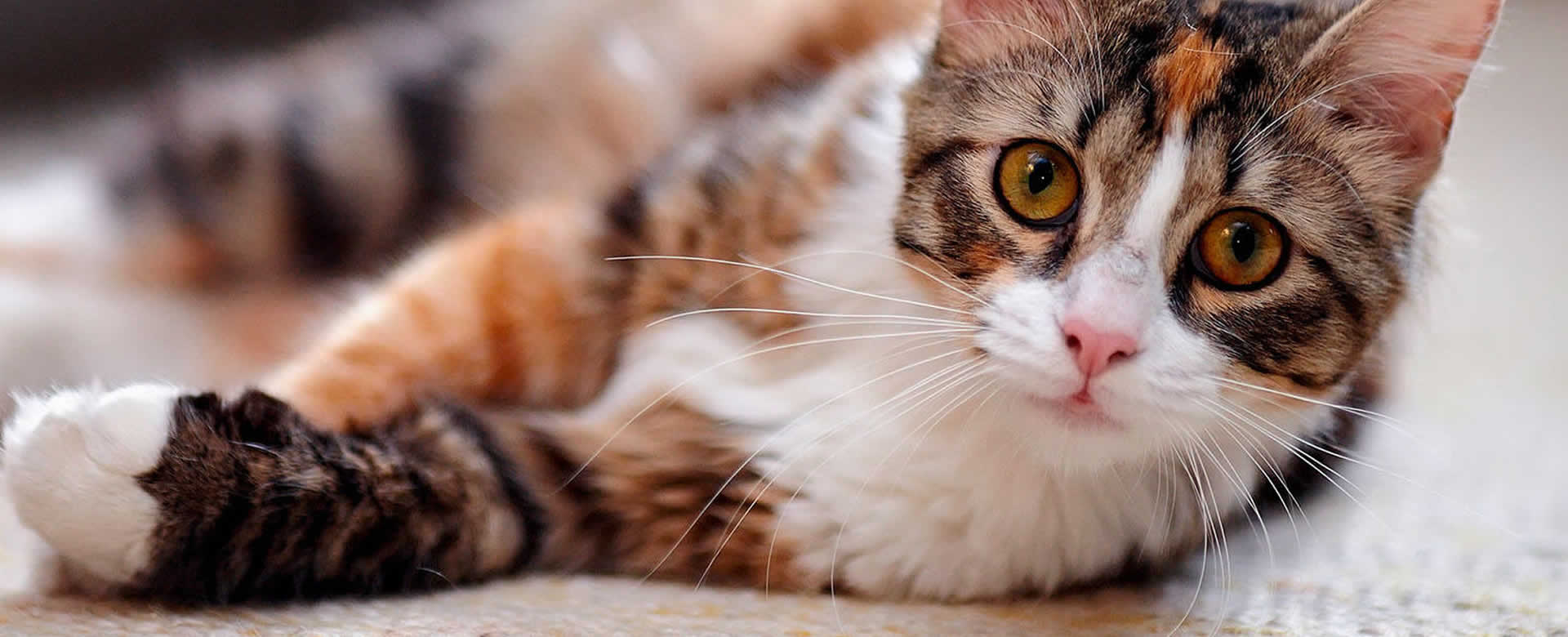 Medicamento para gatos podría combatir el COVID-19