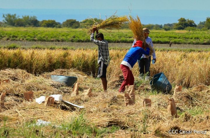 Nicaragua espera producir 140 mil quintales de frijol de semillas certificadas