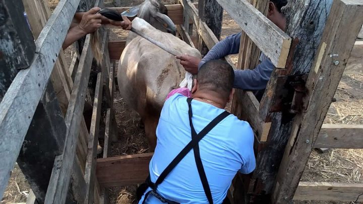 Proceso de inseminación de vacas en Rivas.