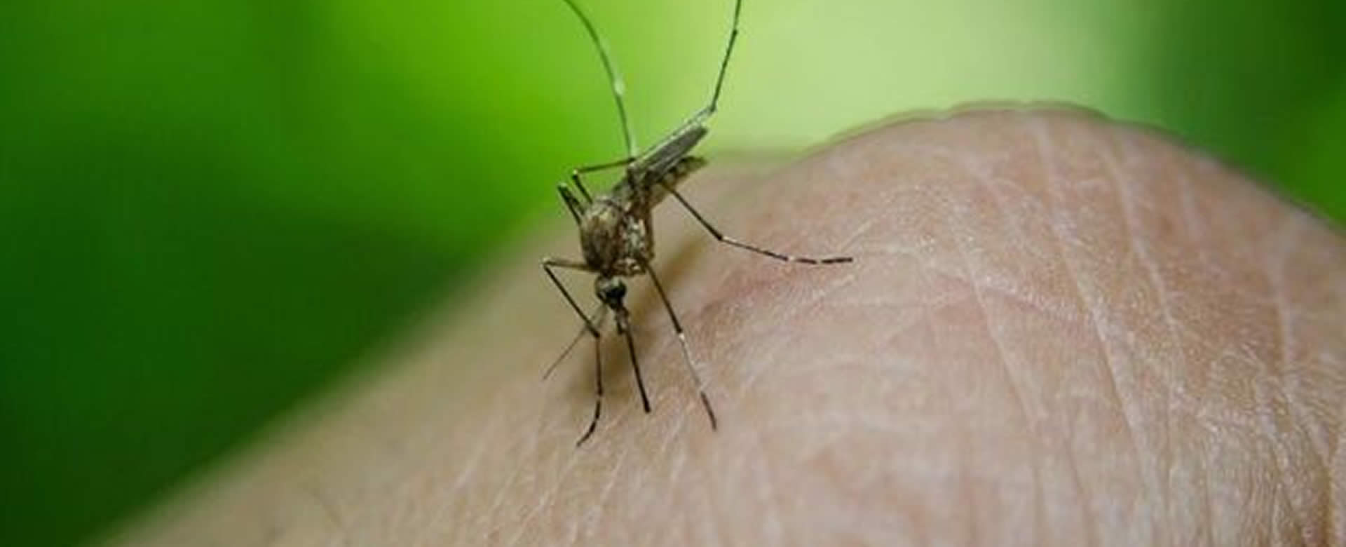 Nueva cepa africana del zika, otra epidemia que amenaza a Brasil
