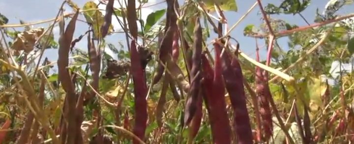 Productores desarrollan una agricultura sostenible en San Rafael del Sur