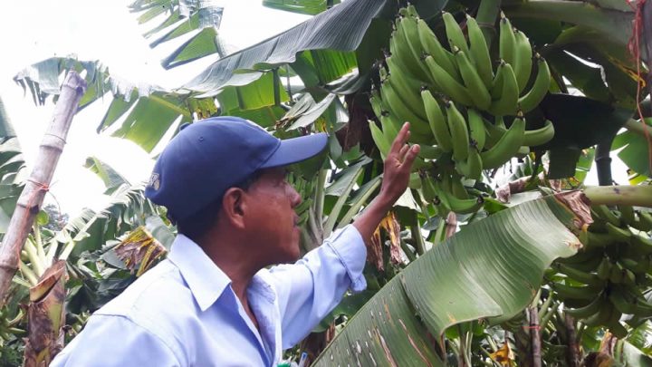 Productor Juan Fernando Palacios y su producción de plátanos