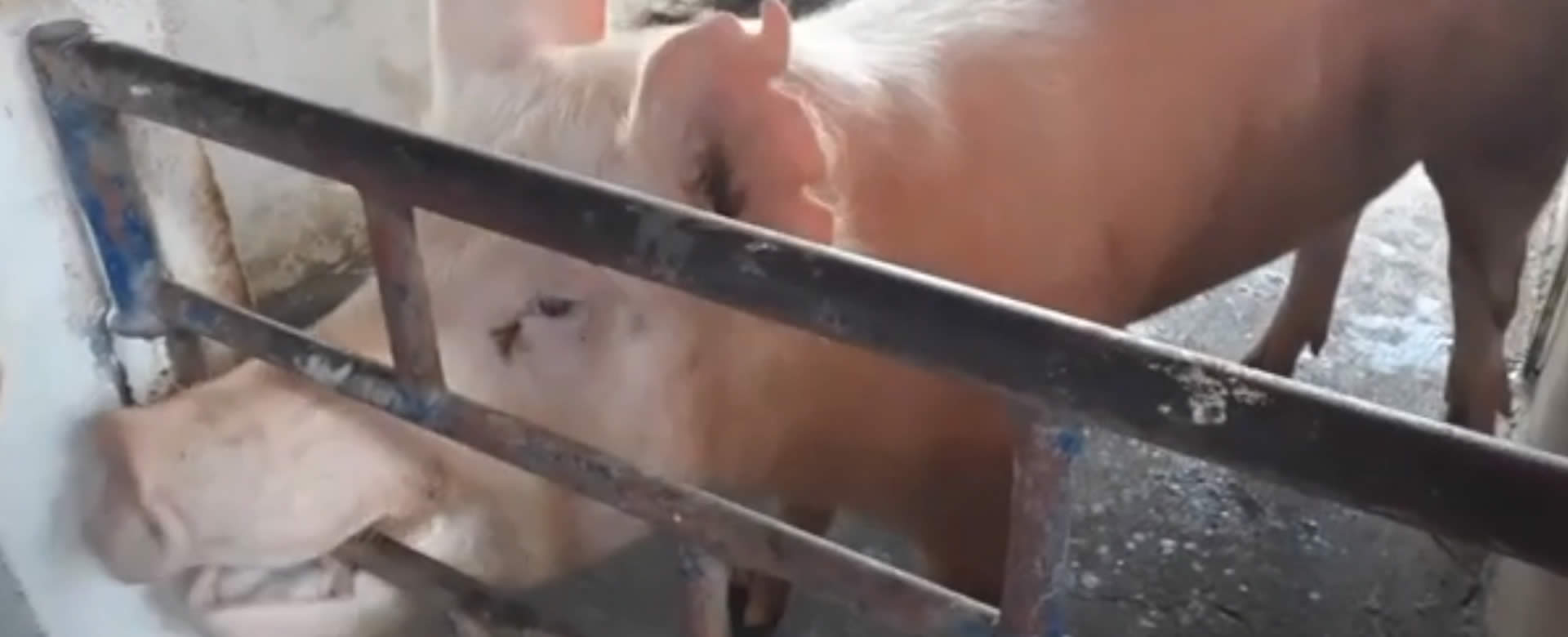 Estudiantes de Veterinaria practican inseminación porcina en Chontales