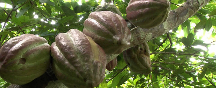 Producción de cacao crece un 60% en los últimos 9 años en Nicaragua