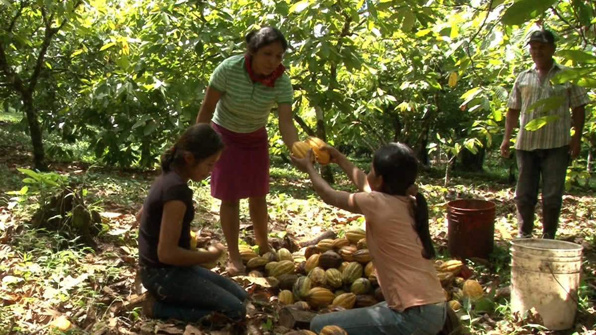 Mujeres productoras del cacao en Nicaragua.