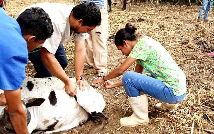 Jóvenes realizan proceso de inseminación al ganado. 