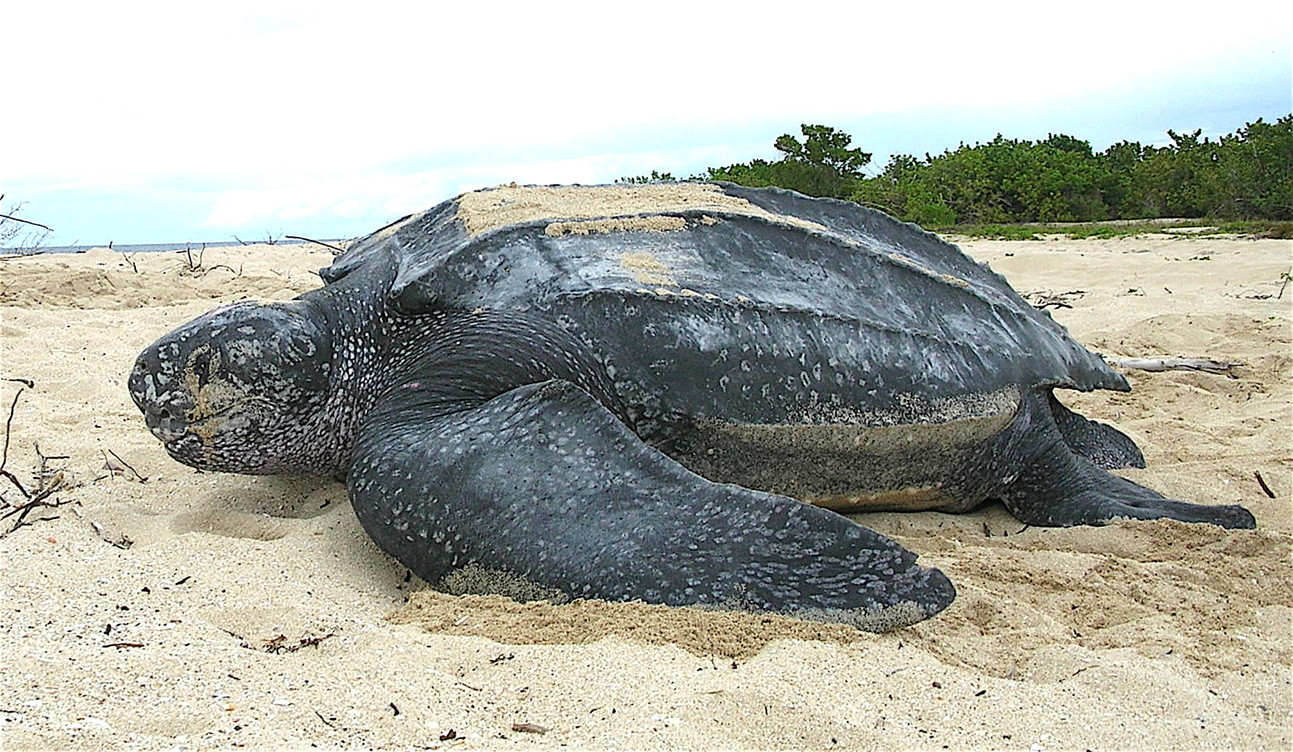 ¡Impresionante! Nace número histórico de tortugas laúd en Ecuador