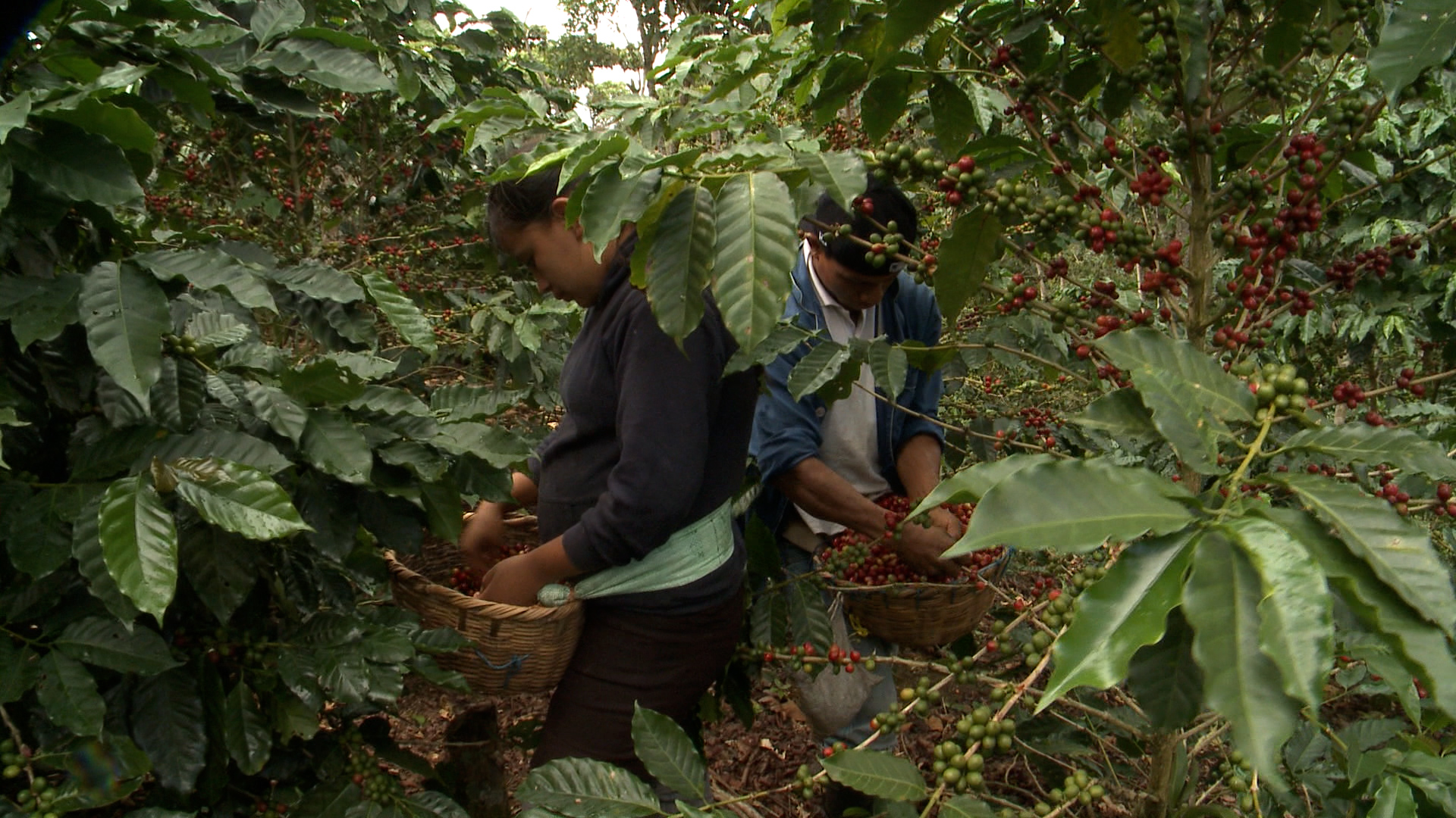 Nicaragua reporta excelente proyección del café en área productiva y de exportación