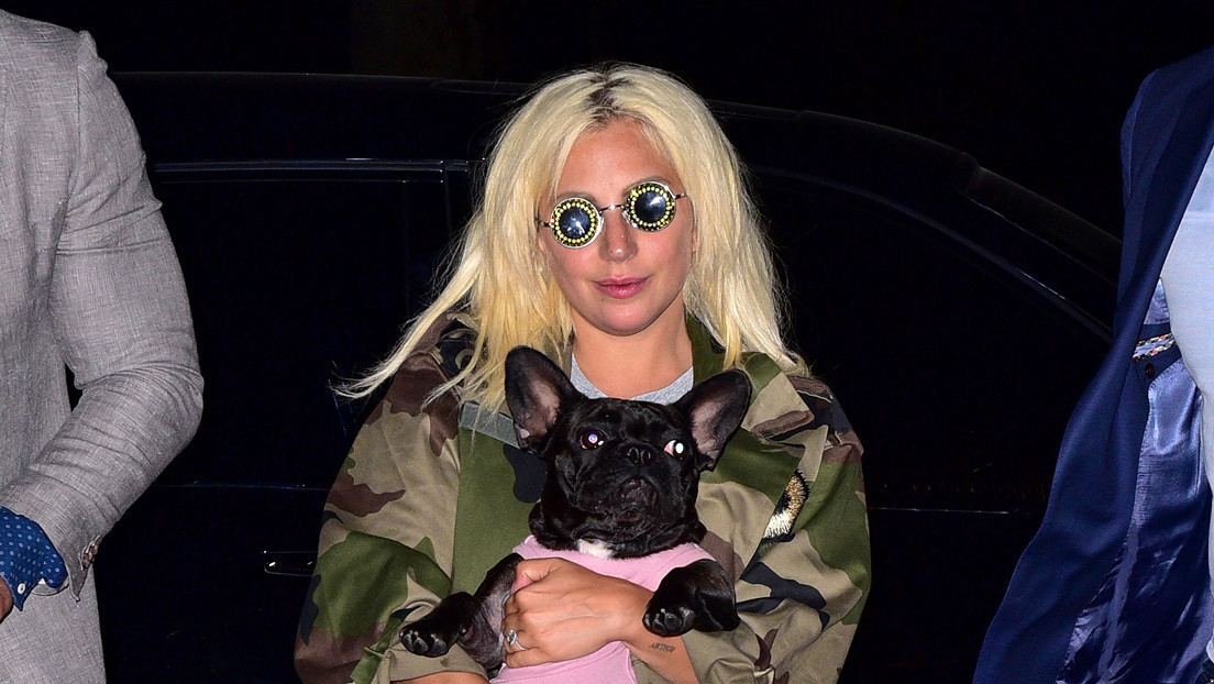 Lady Gaga ofrece jugosa recompensa tras robo de sus mascotas Koji y Gustav 