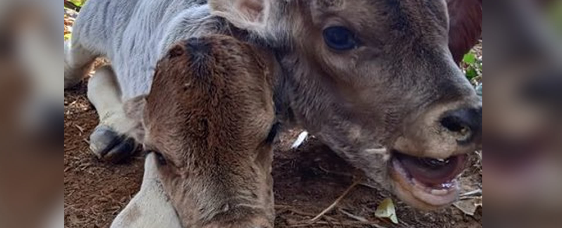 ¡Insólito!, nace becerro con dos cabezas en Brasil