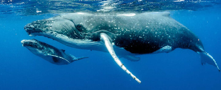 ballenas jorobadas patrón matemático